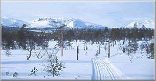 Maskinpreparerat skidspr i naturreservat